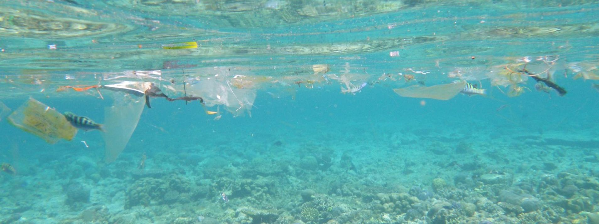 Thumbnail PLASTIC - Plastic in the aquatic environment: Sources, Transport, Ingestion, Contamination